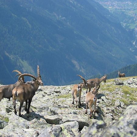 Apart Gletscherblick Kaunertal Dış mekan fotoğraf